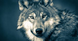 Wolf als Symbol für Sachverständigengutachten