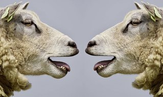 Bockige Schafe als Symbol für Mediation