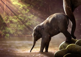 Elefanten als Symbol für Unternehmensberatung