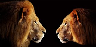 Löwen als Symbol für Coaching